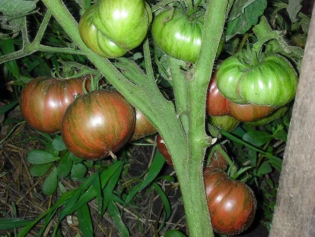 фестиваль аделаиды томат семена. фестиваль томат отзывы. фестиваль томат отзывы. томат фестиваль аделаиды. фестиваль томат отзывы.