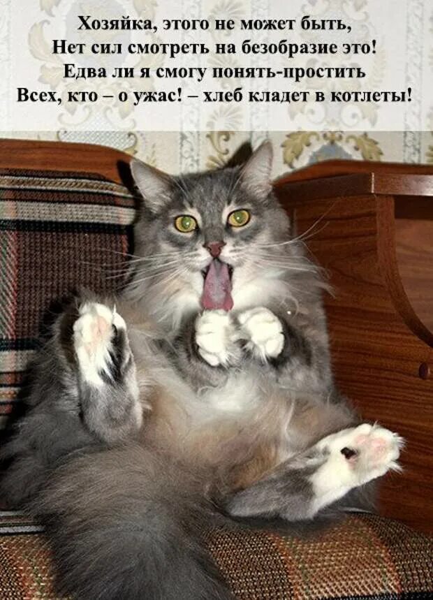 Приколы с котами до слез с надписями. Анекдоты про котов смешные до слез. анекдоты про котов и кошек. котики смешные с надписями до слез. анекдоты с котами до слёз.