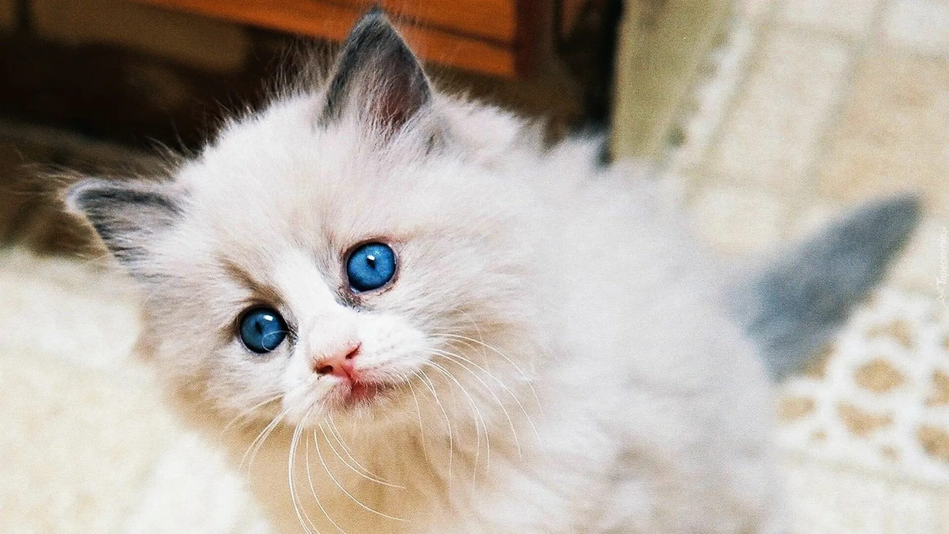 Глаза маленьких котят. Кошка рэгдолл голубоглазый. котенок с голубыми глазами. белый пушистый котенок с голубыми глазами. котенок с синими глазами.