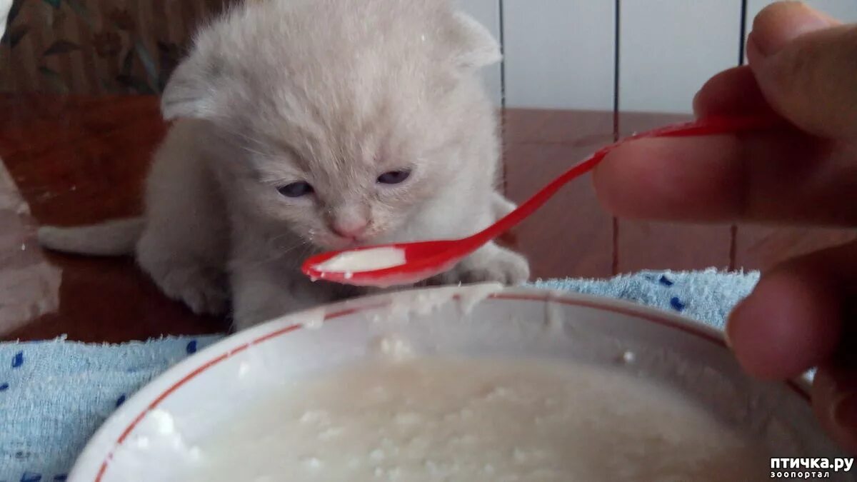 Как приучить котенка кушать