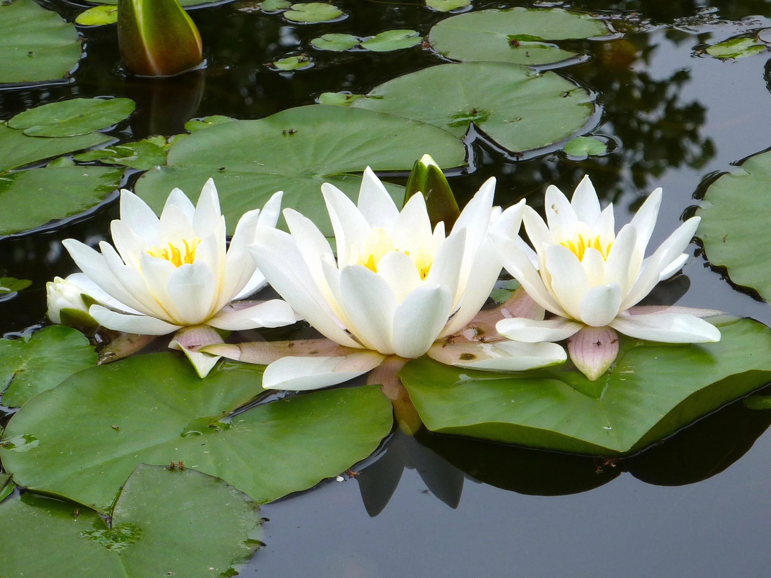 Кувшинка белая (Nymphaea Alba). Кувшинка белая (водяная Лилия) Лилия. Водяная Лилия (Nymphaea Alba). Нимфея Болотная. Водяные лилии 2