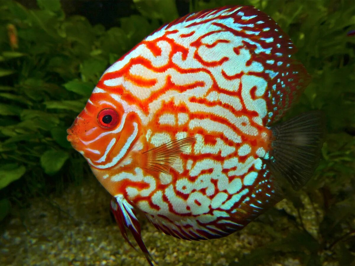 Дискусы аквариумные рыбки. Symphysodon Discus. Дискус рыбка. Дискус рыба красный.