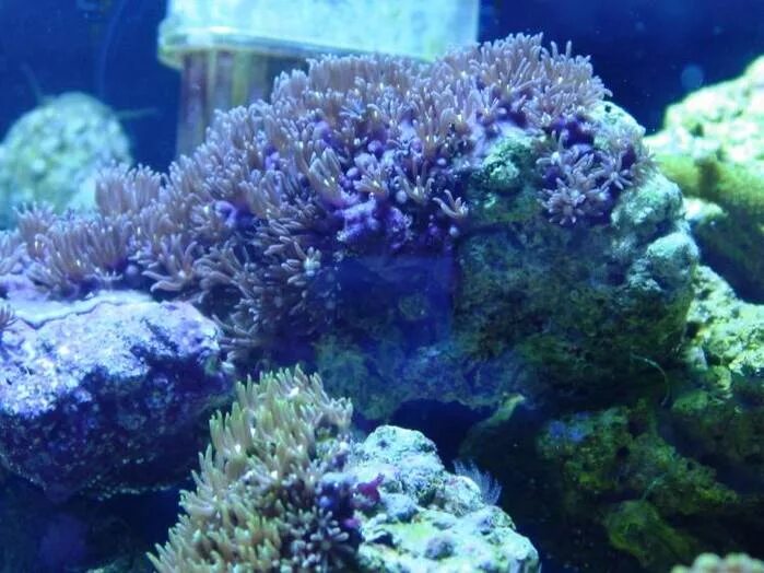 Красный коралл кишечнополостные. Красный коралл россо. Саркофитон коралл розовый. Коралловые полипы кораллы. Полип 6 букв.