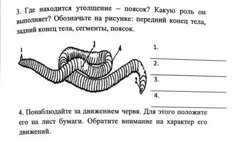 Передний и задний конец дождевого червя