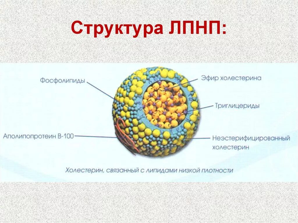 Холестерин лпнп 3 3. Липопротеины очень низкой плотности схема строения. Структура ЛПНП. Строение частицы липопротеина. ЛПНП И ЛПВП строение.