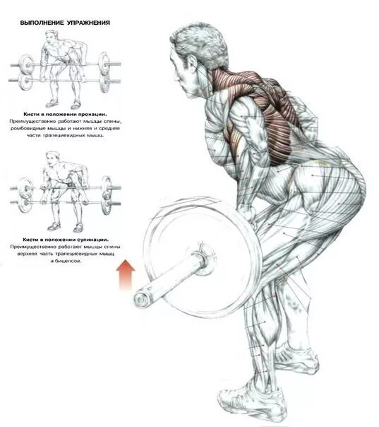 Тяга штанги в наклоне Делавье. Крылья спины мышцы упражнения. Прокачка широчайших мышц спины гантелями. Тяга штанги в наклоне хватом сверху.