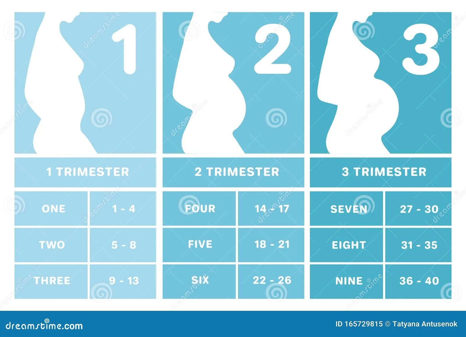 Первые триместра это сколько. Недели беременности по месяцам. Триместры беременности по месяцам и неделям. Картинка триместр беременности. Табличка беременности по месяцам.