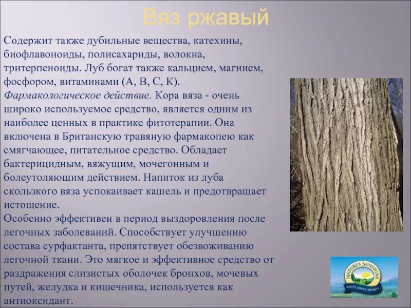 Ней также содержатся данные. Дубильные вещества. Катехины дубильные вещества.