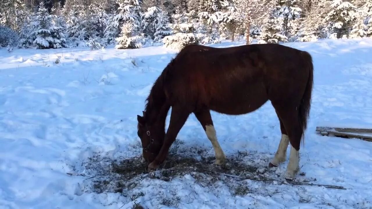 Год лошадь видео. Лошади зимой в лесу. Жеребенок зимой. Гнедой конь зимой. Гнедая лошадь зима.