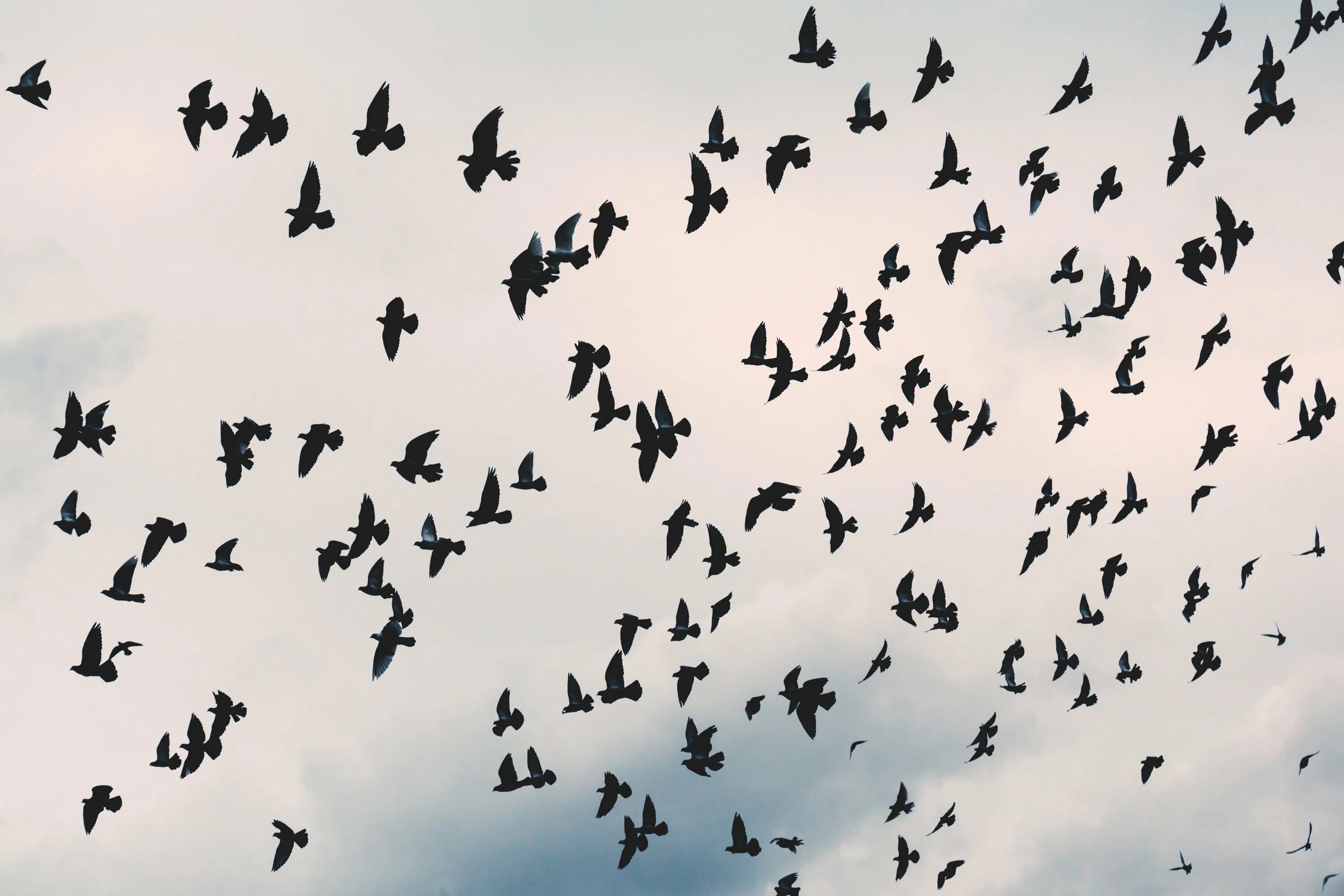 Стая полетели. Стая птиц. Птицы в небе. Стая ворон в небе. Много птиц в небе.