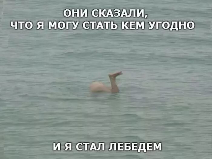 Лебедь прикол. Шутки про лебедей. Лебедь Мем. Мемы про лебедей.