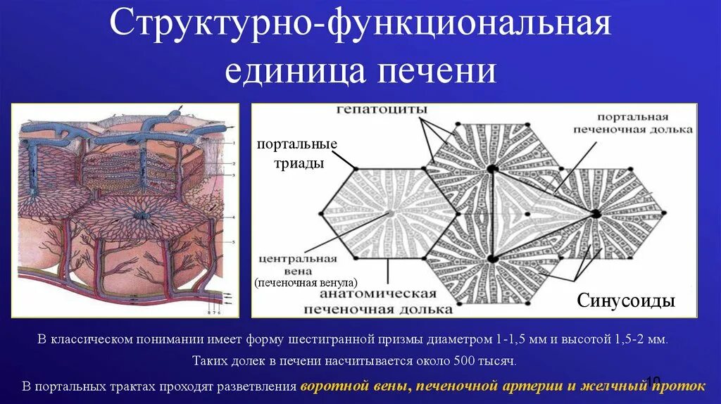 Структурно-функциональная единица печени. Основная структурно-функциональная единица печени. Строение структурно функциональной единицы печени. Структурно-функциональная единица печени печеночная долька.