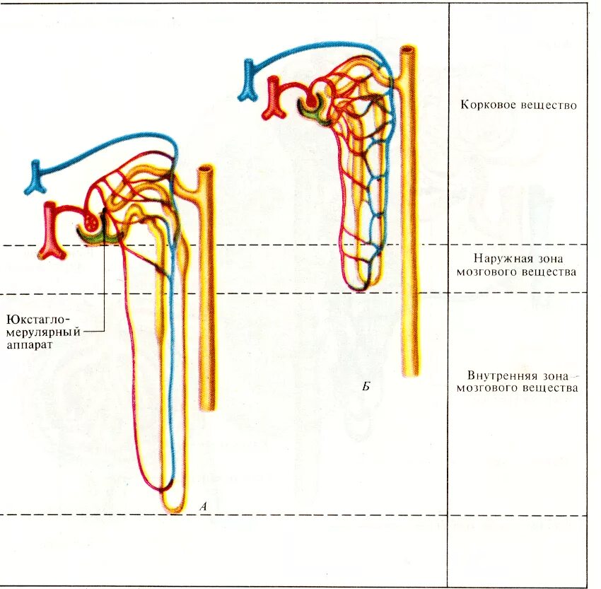 Строение коркового нефрона. Нефрон почки анатомия. Корковые нефроны функции. Строение юкстамедуллярного нефрона. Схема коркового нефрона.