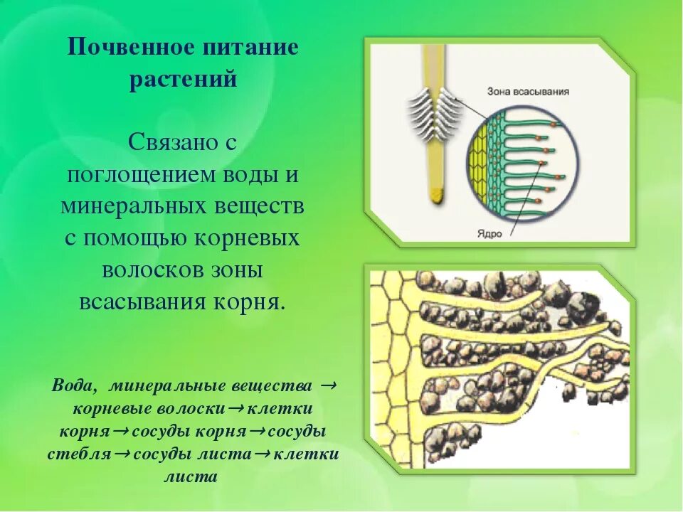 Минеральное почвенное питание 6 класс