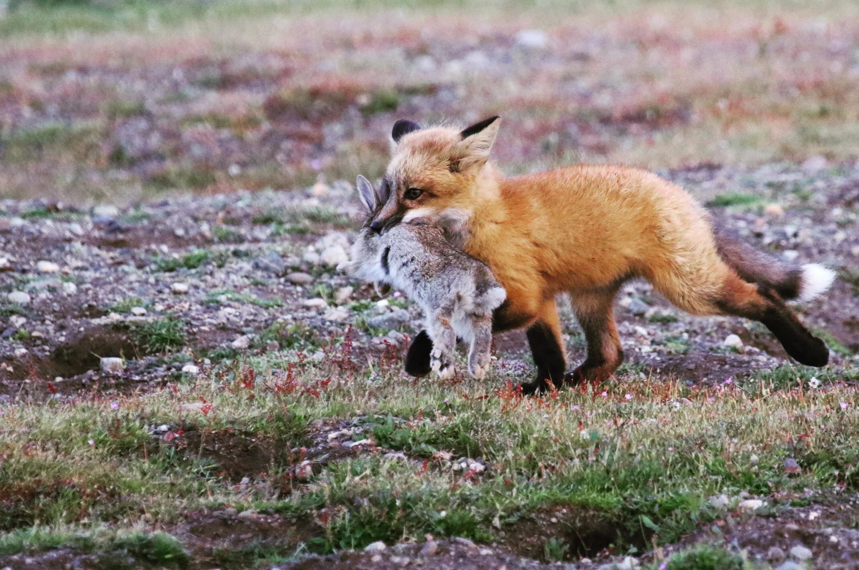 Fox hunting. Лисица псовые. Обыкновенная лисица охота на зайца. Охота лисы. Лиса на охоте.