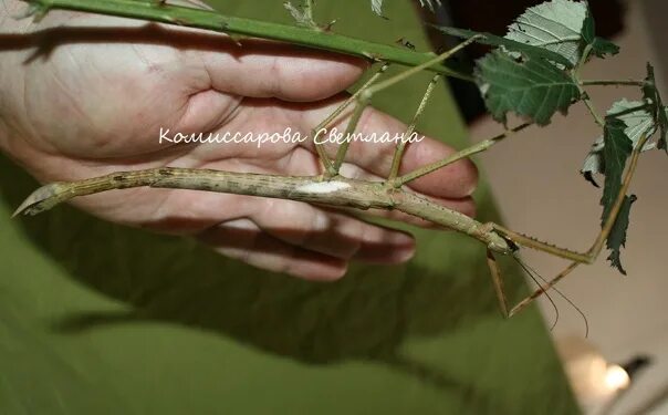 Палочник зеленый. Pharnacia ponderosa палочник. Аннамский палочник содержание. Аннамский палочник линька. Таракан палочник.