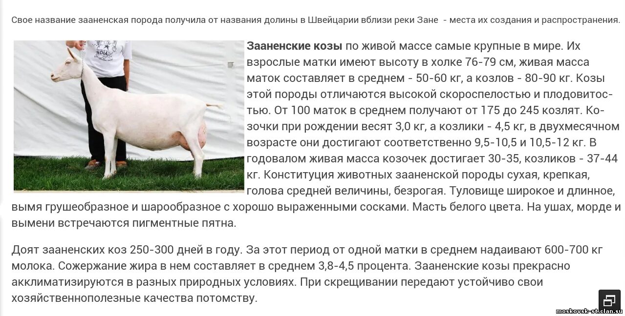 Можно ли давать козам картошку