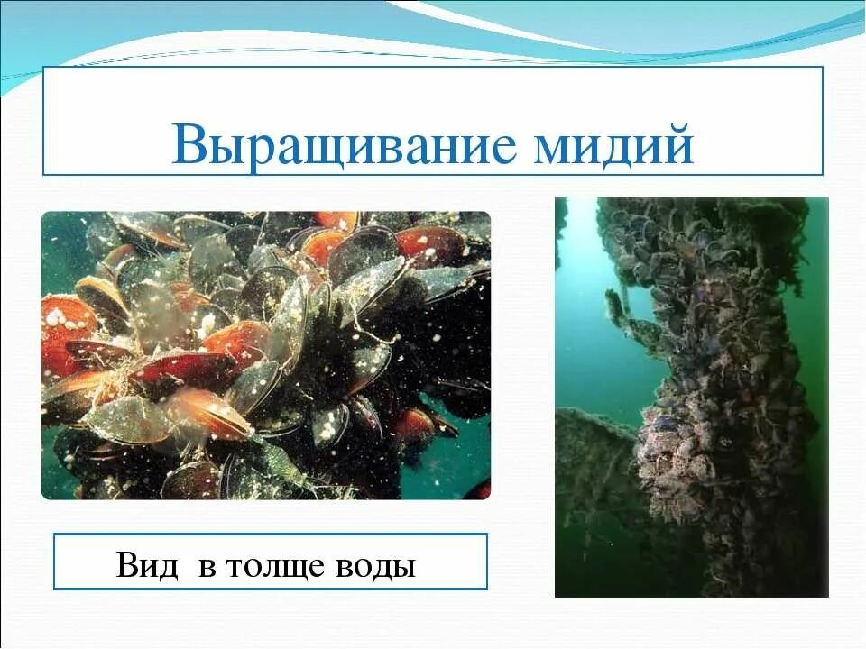 Особенности толще воды. Рыбные ресурсы мирового океана. Биологические ресурсы мирового океана карта. Богатства мирового океана. В толще воды.