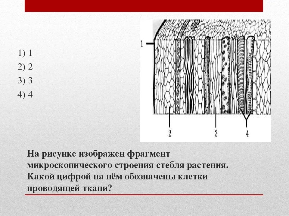 Внутреннее строение стебля. Микроскопическое строение стебля. На рисунке изображен фрагмент. Клетки проводящей ткани стебля.