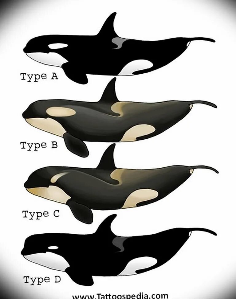 2 Касатки. Вид сбоку Дельфин и Касатка. Касатка анатомия. Кит-Касатка. Чем отличается касатка от касатки