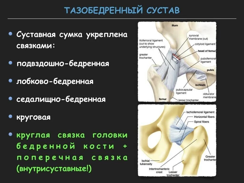 Тип соединение бедренной кости. Тазобедренный сустав анатомия человека строение и функции. Анатомия тазобедренного сустава кости. Мышцы тазобедренного сустава анатомия. Анатомическая структура тазобедренного сустава.