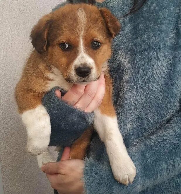 шпицы маленькие померанские даром. отдам даром город урень собак. бивер йорк с висячими ушами. щенки г пенза. щенки г пенза.