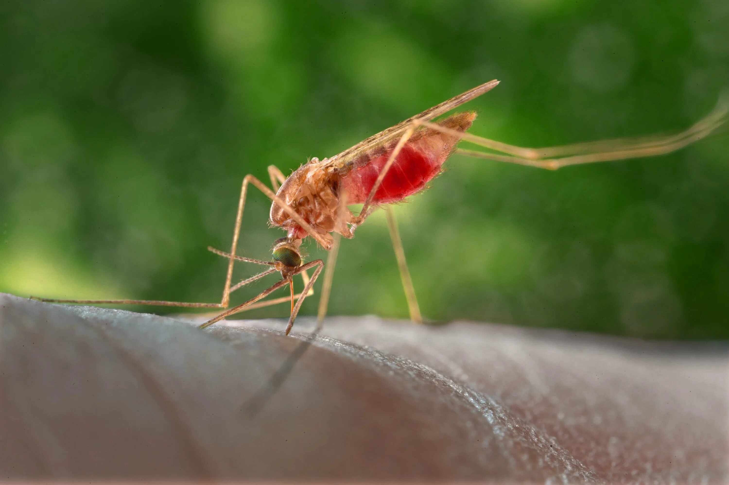 Дерево малярия. Anopheles stephensi. Малярийный комар Anopheles. Малярийный комар в Африке.