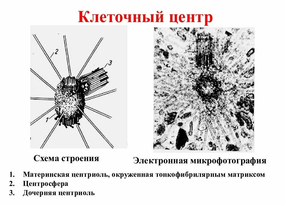 Клетка клеточный центр рисунок. Строение центриоли клетки. Строение клетки центросома. Органоиды клетки центриоли. Схема строения клеточного центра.