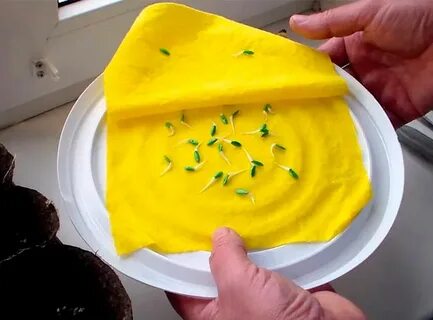 Можно ли сажать огурцы без замачивания