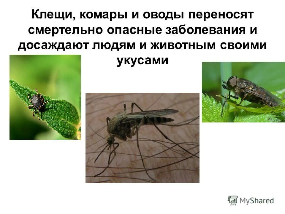 комар рода anopheles переносчик. малярийный комар механический переносчик. комар переносящий лихорадку денге. комары переносчики болезней. что переносят комары.