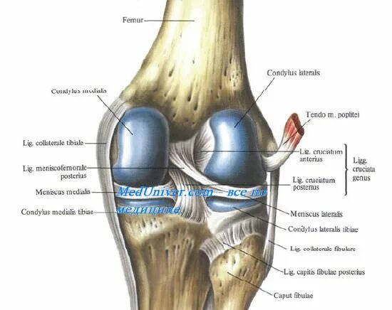 Наружные связки articulatio genus. Коленный сустав строение анатомия связки. Коленный сустав анатомия латынь. Коленный сустав (articulatio genus). Связи коленного сустава