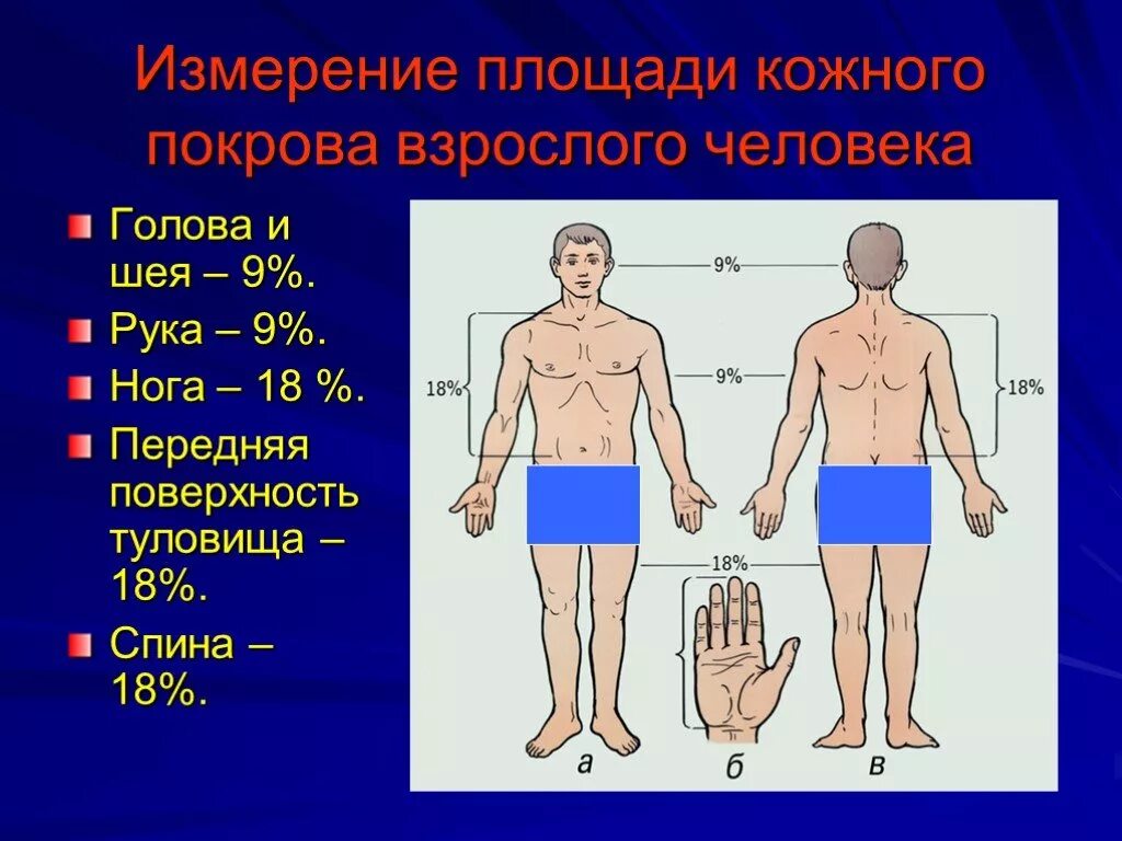 Площадь кожного Покрова человека. Площадь кожного Покрова взрослого человека. Какова площадь поверхности кожи взрослого человека. Площадь кожного Покрова ладони (%):. Пл тела