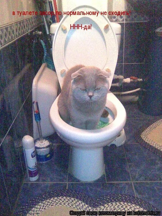 Кот на унитазе. После туалета сильно