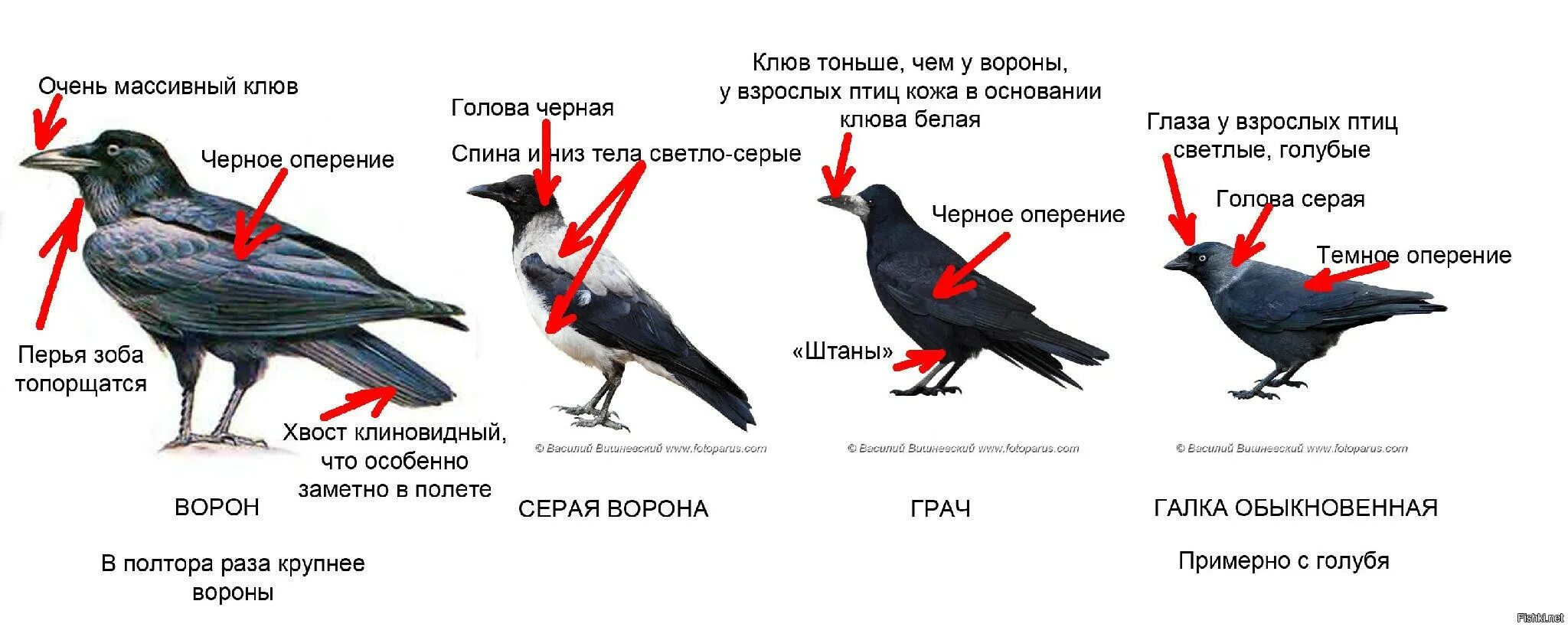 Размеры птиц сравнение. Грач и ворона отличия. Ворон Грач Галка отличия. Отличие Грача от черной вороны. Как отличить ворону от Грача.