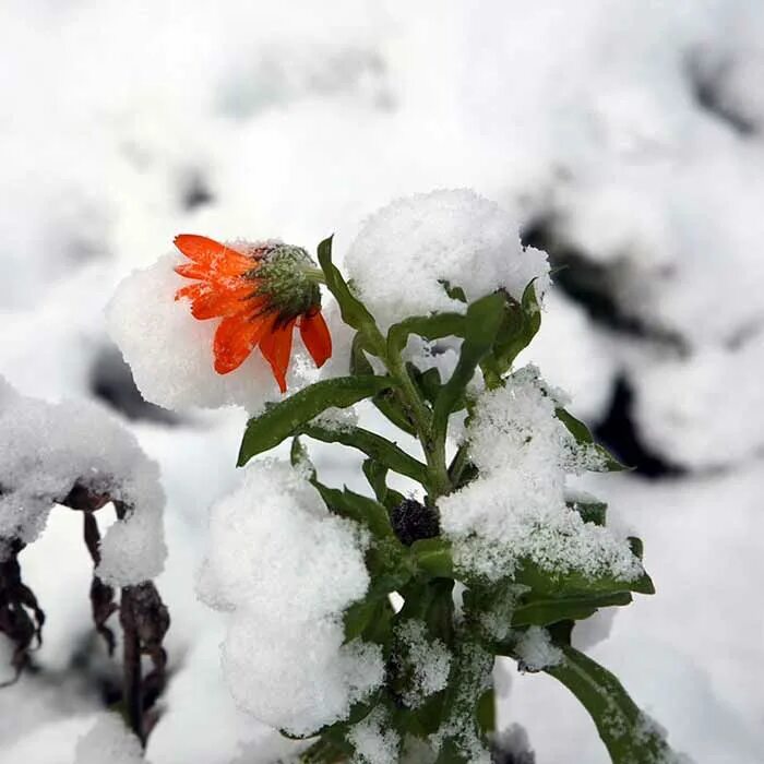 Под снегом есть воздух. Цветы в снегу. Цветы зимой. Растения под снегом. Растения зимующие под снегом.