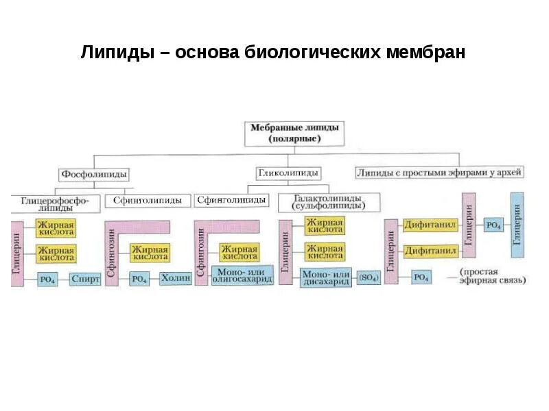 Классификация липидов мембраны. Классификация мембранных липидов. Липиды классификация по классам. Классификация липидов схема. Липиды входят в состав клеток