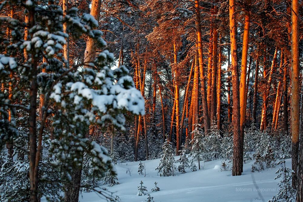 зимний лес. сосна в зимнем лесу. минусинский бор зимой. сосна зимой. сосны в снегу.