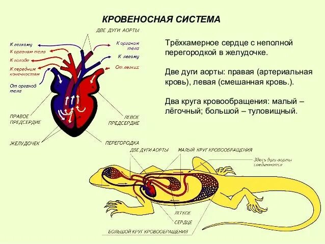 Строение кровеносной системы рептилий. Кровеносная система рептилий схема. Кровеносная система пресмыкающихся схема. Строение кровеносной системы пресмыкающихся. У какого животного трехкамерное