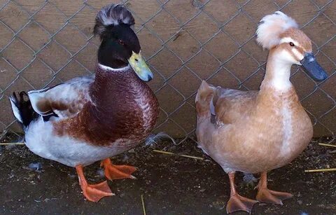 Duck на русском