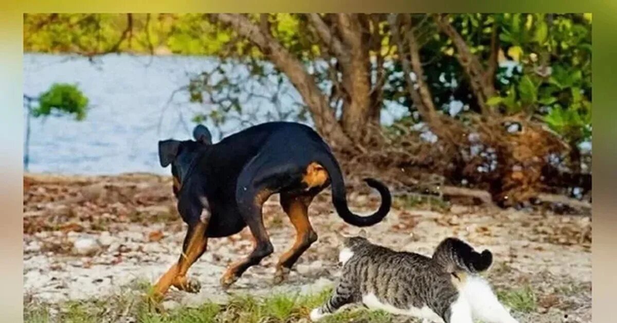 Кошки гоняют собак
