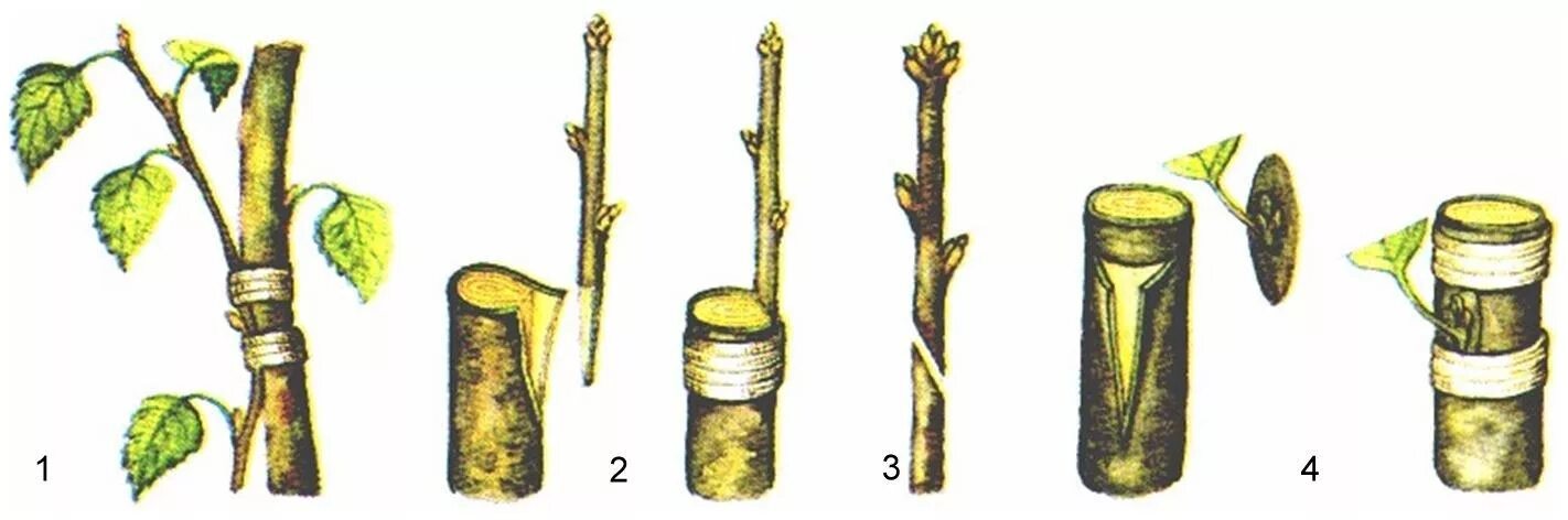 Размножение глазком. Прививка растений окулировка копулировка. Вегетативное размножение прививкой черенком. Прививка растений вегетативное размножение. Вегетативное размножение прививкой глазком.