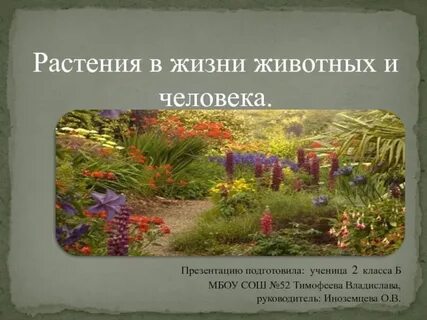 Растения в жизни животных
