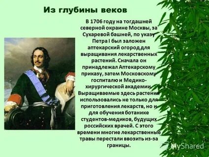 Растение петра первого