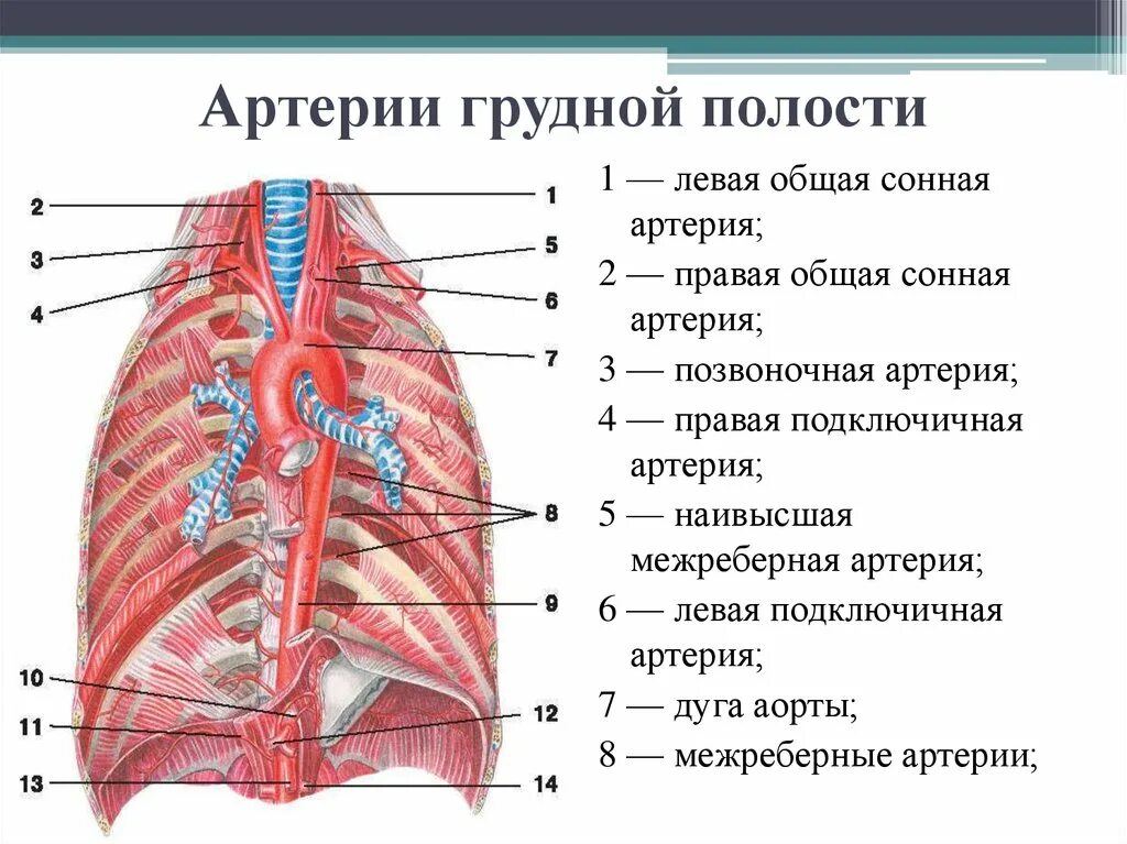 Внутренняя грудная артерия топографическая анатомия. Грудная аорта анатомия строение. Кровоснабжение грудной полости схема. Стенки грудной полости кровоснабжаются.