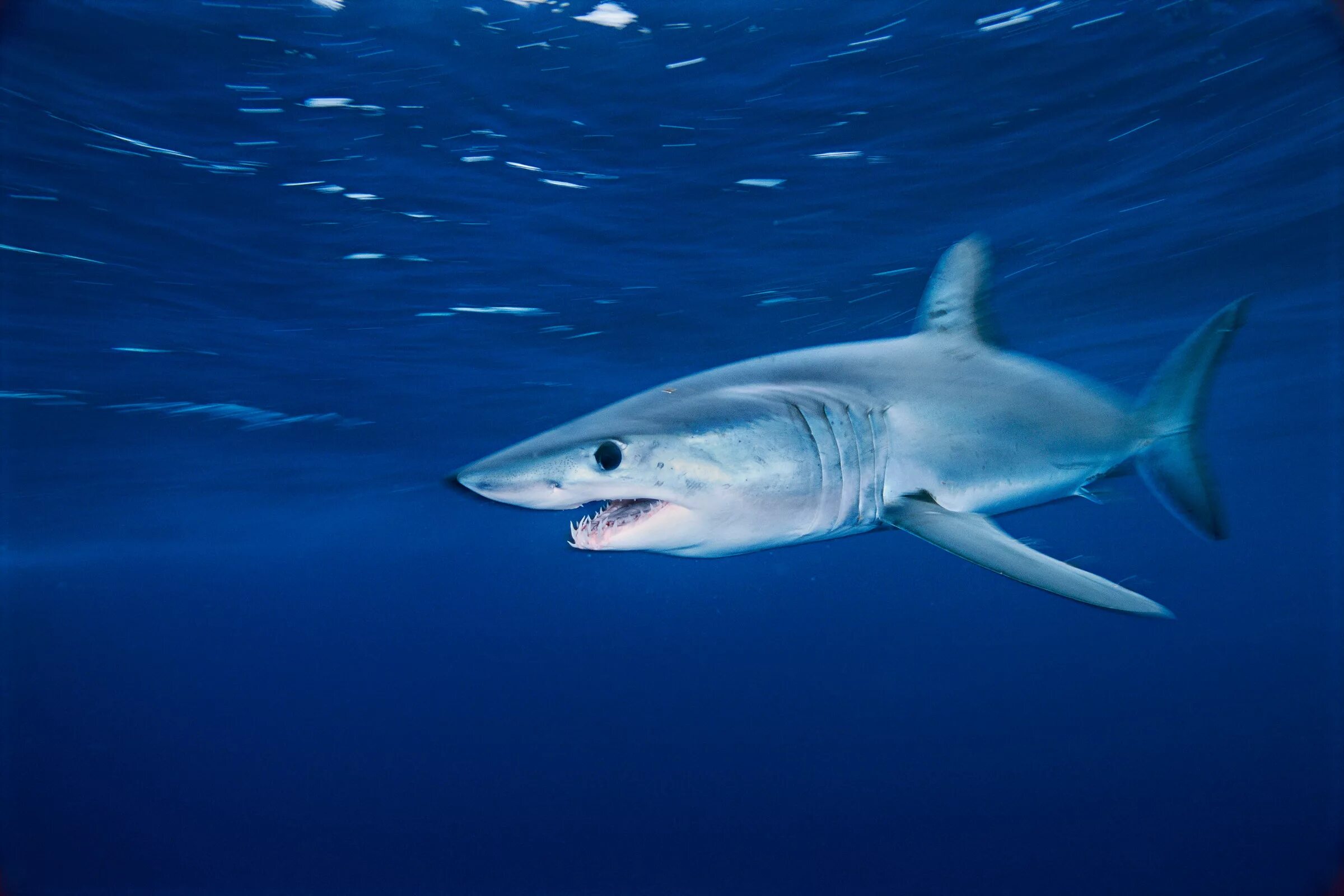 Самая проворная из акул 4 буквы сканворд. Акула мако. Shortfin mako. Серо голубая акула мако. Акула акула мако.