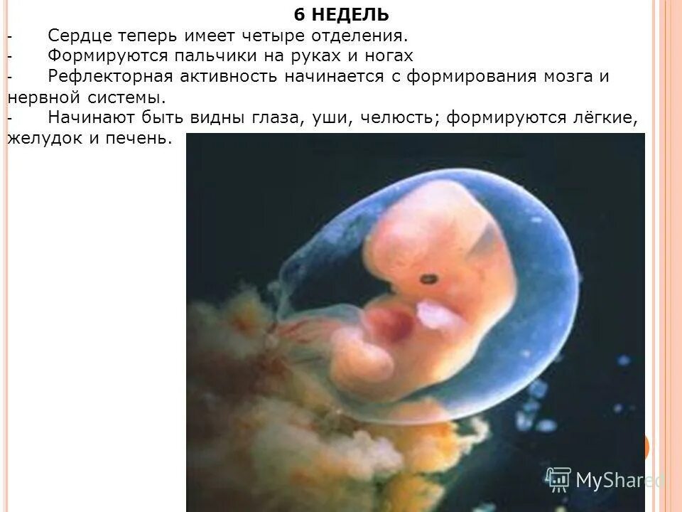 Эмбрион по неделям беременности 6-7 недель. Развитие эмбриона 6 недель 1 день. Эмбрион 6 недель 1 день беременности. 6 недель беременности что происходит с мамой