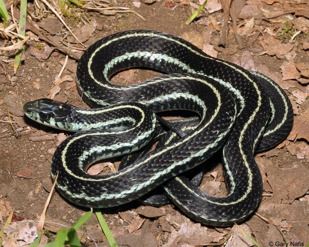 Звук шипения змеи. Thamnophis sirtalis pickeringii. Звук гадюки. Звук змеи. Бесчешуйная подвязочная змея.