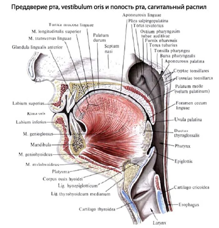 Преддверие полости рта анатомия латынь. Полость рта анатомия Rima Oris.
