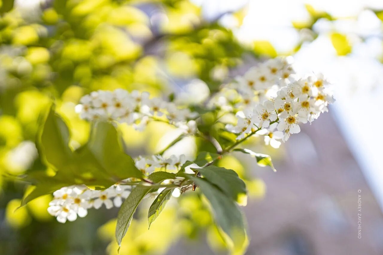 абрикос дерево цветение. весны 18. весны 18. узбекистан цветение весной урюка. цветущее абрикосовое дерево.