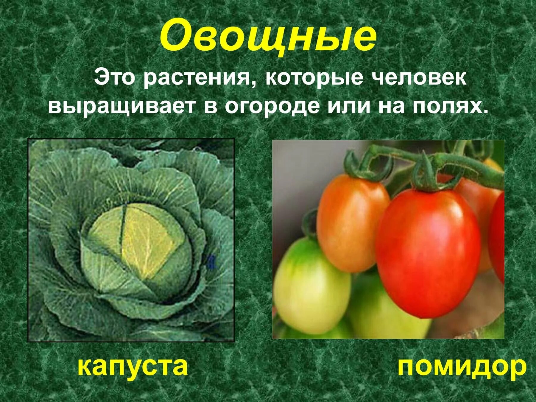Культурные растения примеры. Группы культурных растений. Биология 7 класс учебник культурные растения. Культурные растения 6 класс. Культурные растения названия.